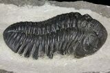 Plate With Three Large Phacopid (Pedinopariops) Trilobites #154687-13